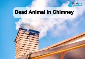 Dead animal in chimney