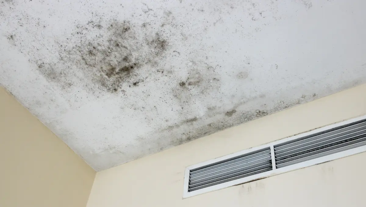 Is mold on air vents dangerous A Hidden Threat